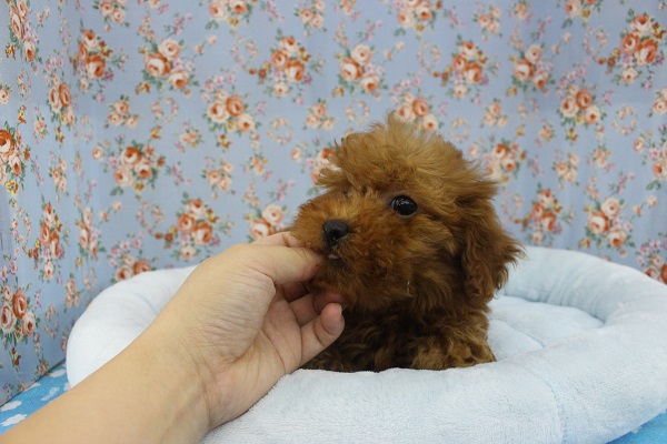 トイプードル