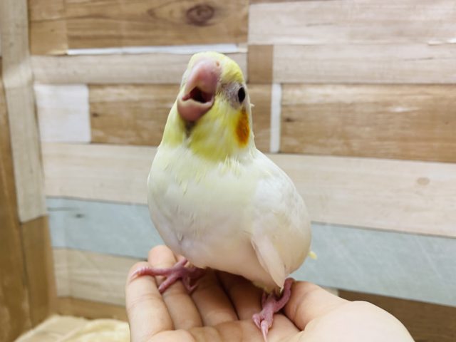 オカメインコ