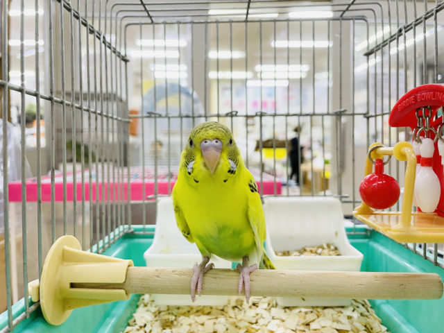 セキセイインコ