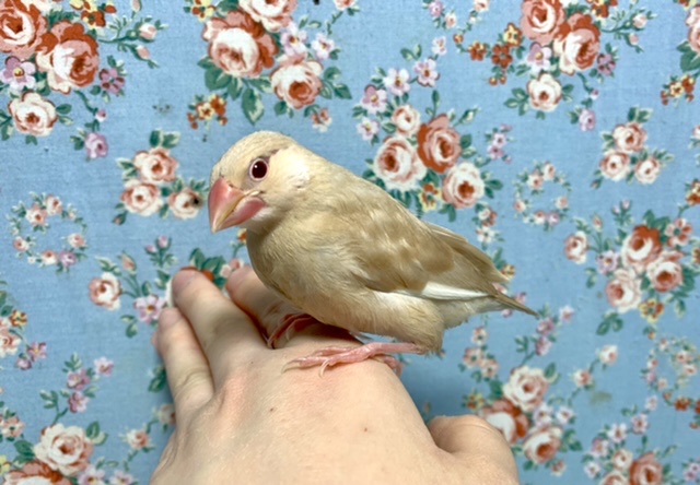 シナモン文鳥
