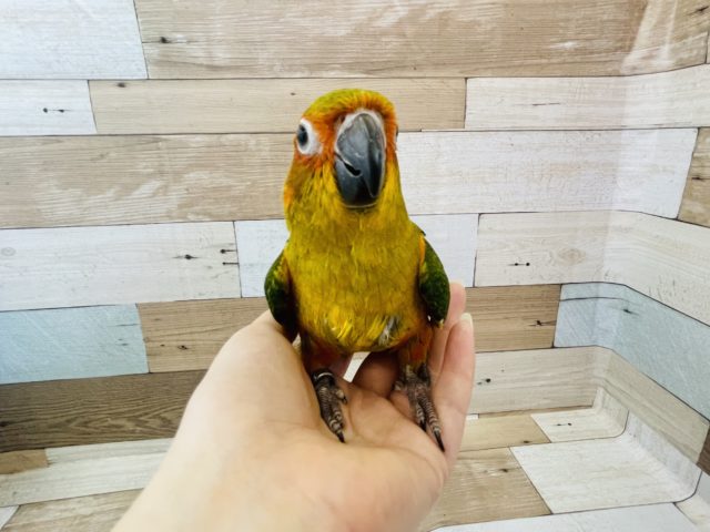 コガネメキシコインコ