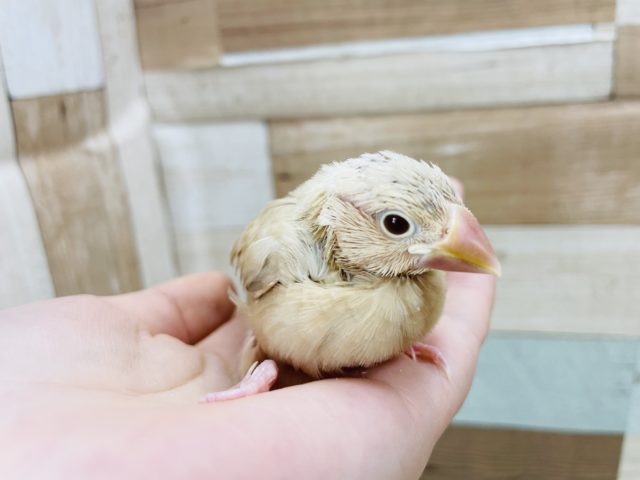 シナモン文鳥
