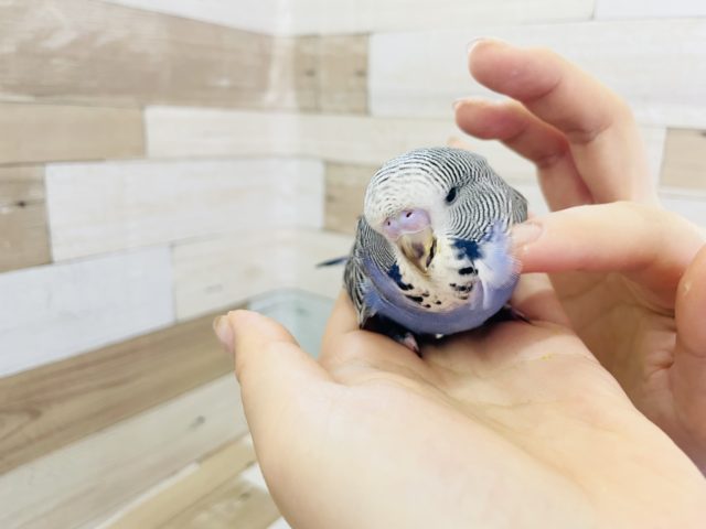 ジャンボセキセイインコ