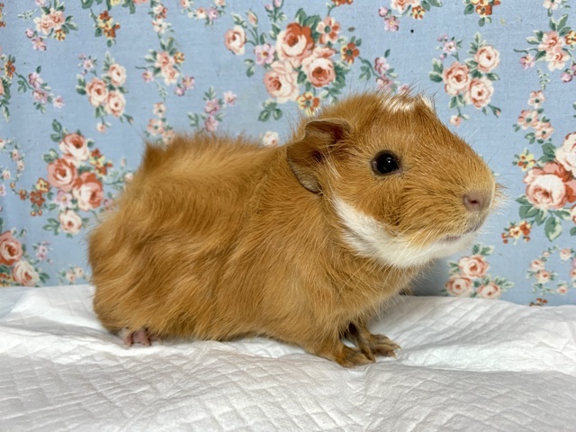 アビシニアンモルモット