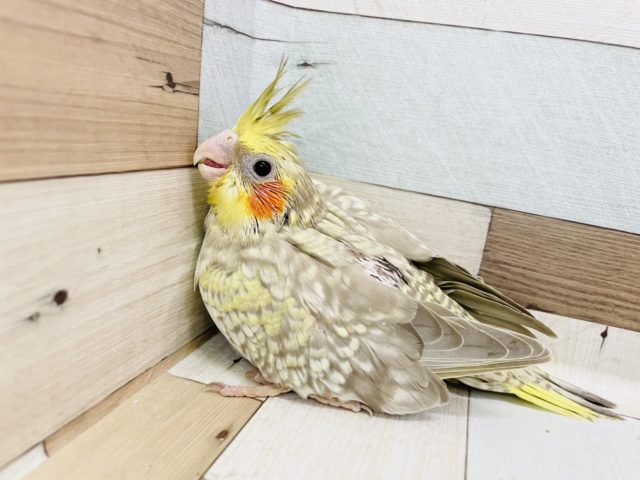 オカメインコ