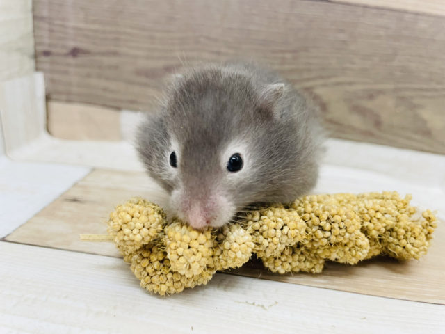 ゴールデンハムスター