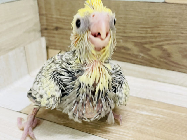 オカメインコ