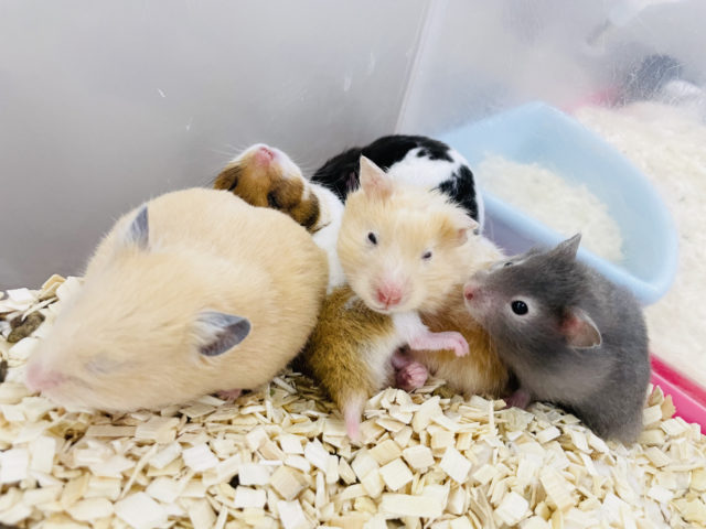 ワオッッ!!セーブルハムスターちゃん♪ ゴールデンハムスター