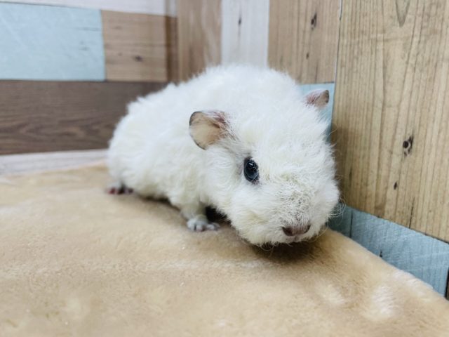 テッセルモルモット