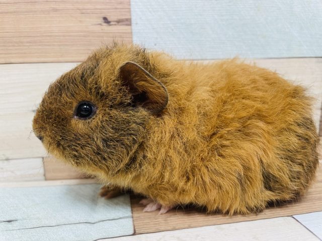 テディモルモット