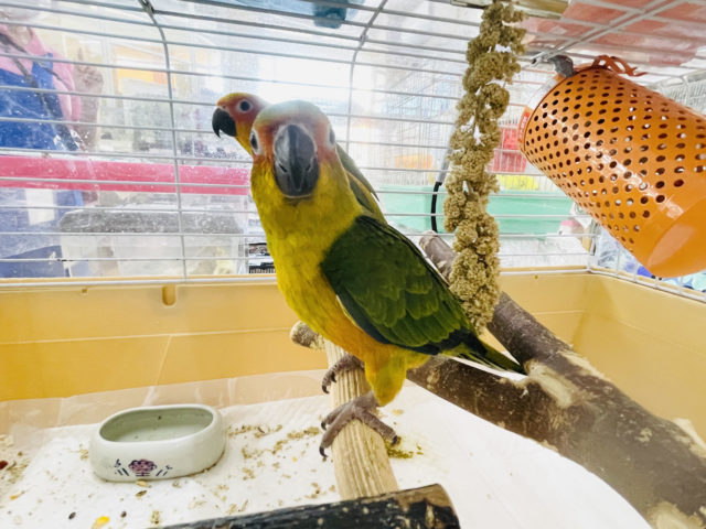 コガネメキシコインコ