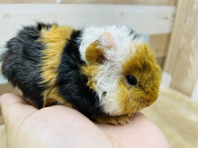 テッセルモルモット