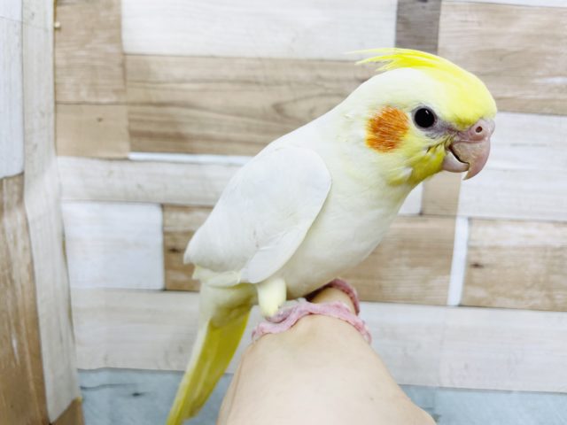 オカメインコ