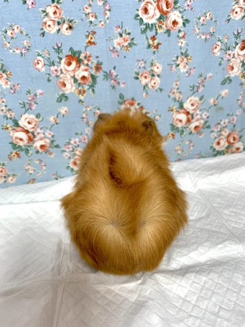 アビシニアンモルモット