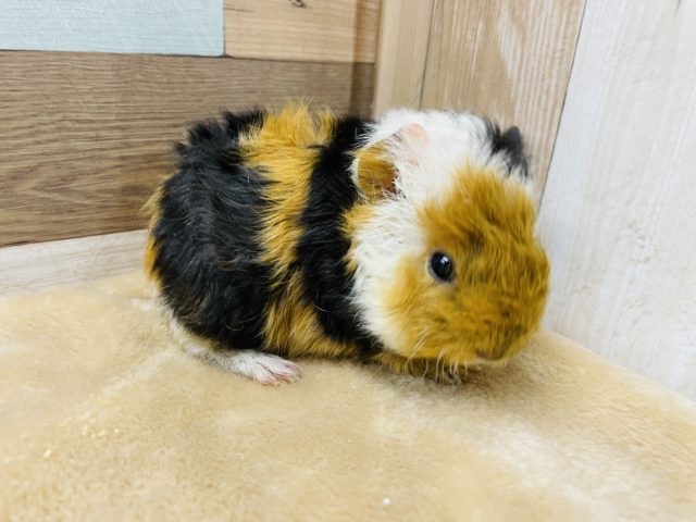 テッセルモルモット