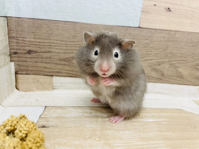 ゴールデンハムスター