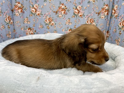 カニンヘンダックス