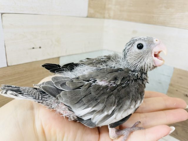 オカメインコ