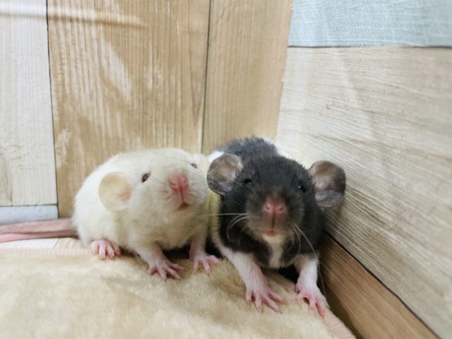 ファンシーラット