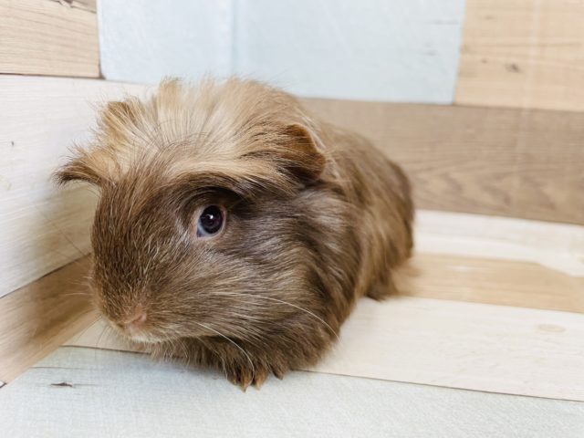 クレステッドモルモット