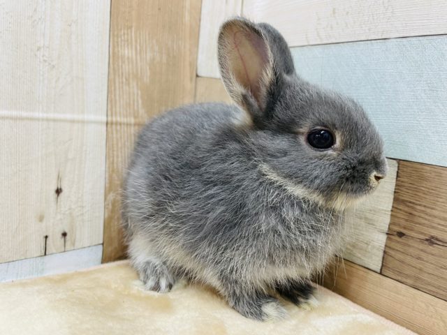 ネザーランドドワーフ