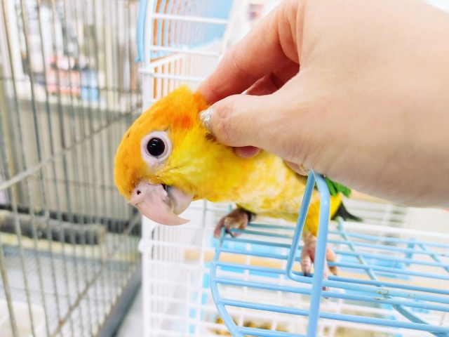 シロハラインコ