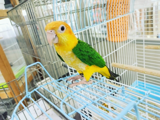 シロハラインコ