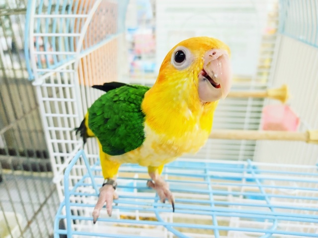 シロハラインコ