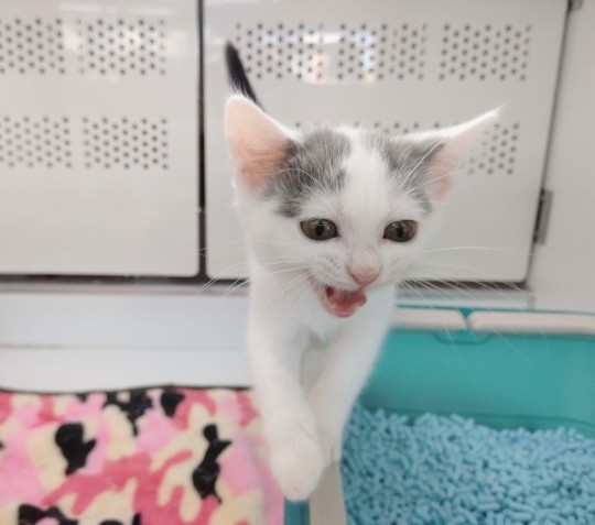 スコティッシュフォールド