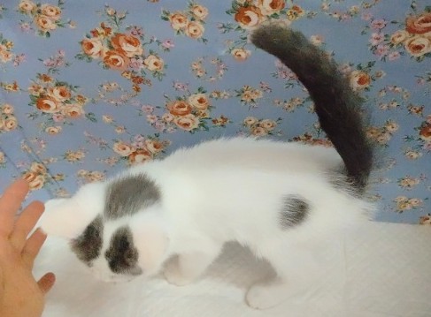 スコティッシュフォールド