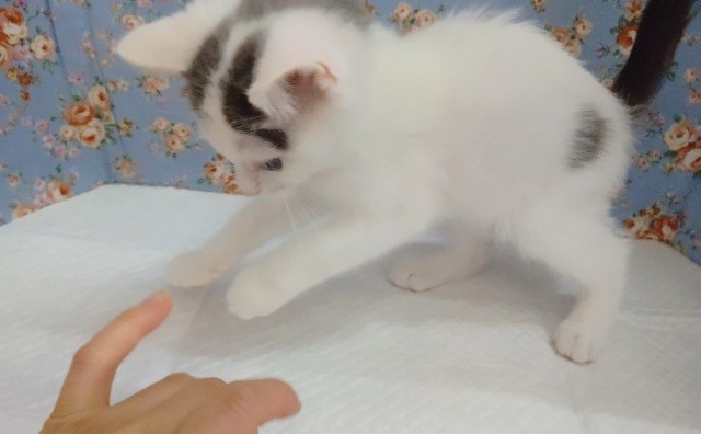 スコティッシュフォールド