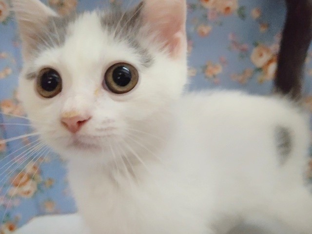 スコティッシュフォールド