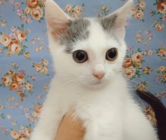 スコティッシュフォールド