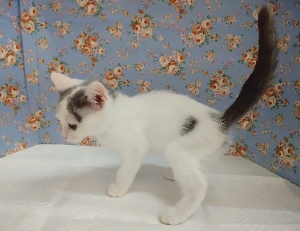 スコティッシュフォールド