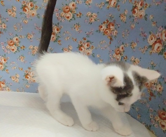 スコティッシュフォールド