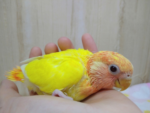 コザクラインコ（小桜インコ）