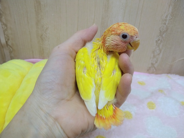 コザクラインコ（小桜インコ）