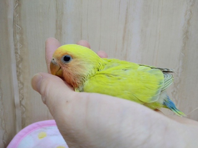 コザクラインコ（小桜インコ）