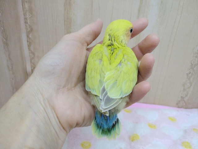 コザクラインコ（小桜インコ）