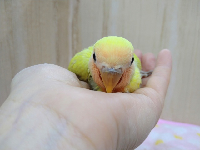 コザクラインコ（小桜インコ）
