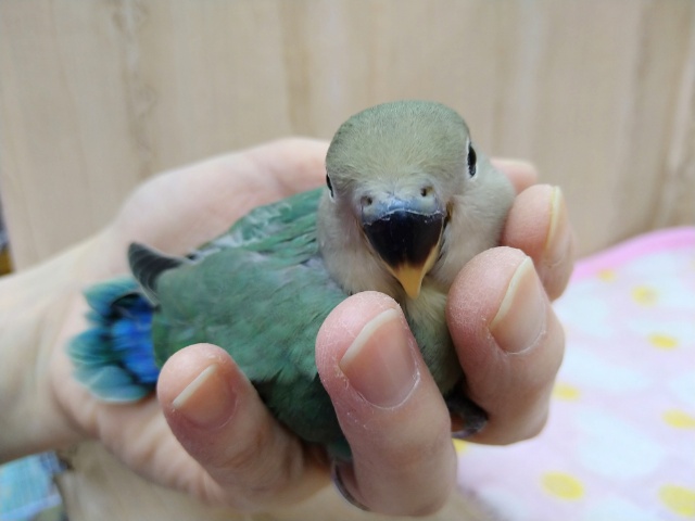 コザクラインコ（小桜インコ）