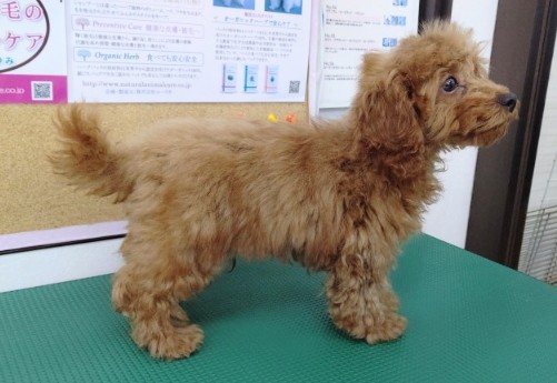 トイプードル