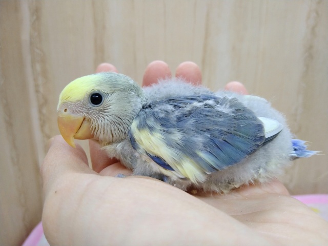 コザクラインコ（小桜インコ）