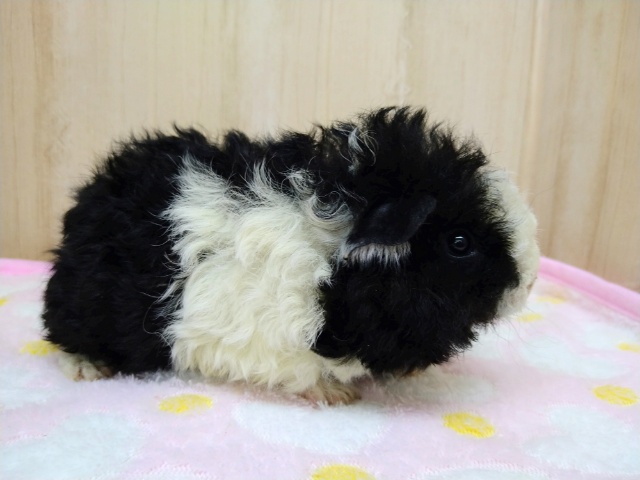 テッセルモルモット