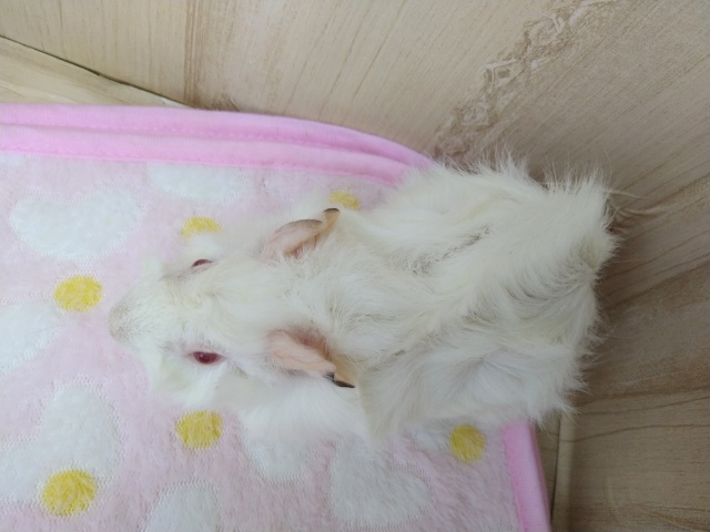 アビシニアンモルモット