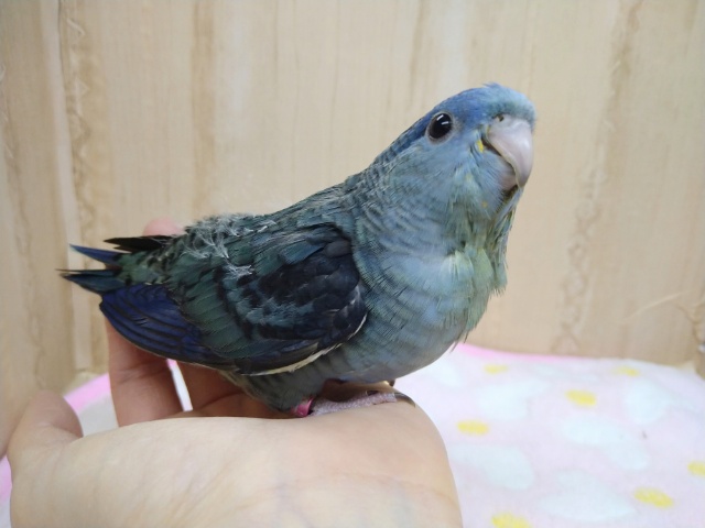 サザナミインコ
