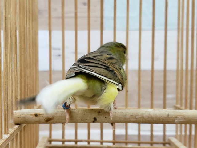 ローラーカナリア