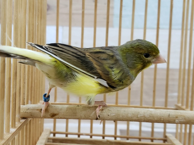 ローラーカナリア