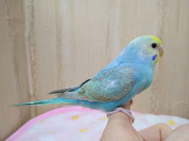ナデナデ動画あり!大人気カラーのレインボーセキセイさん!ベタなれですよ〜 セキセイインコ