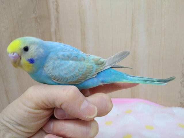 ナデナデ動画あり!大人気カラーのレインボーセキセイさん!ベタなれですよ〜 セキセイインコ